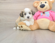 6 week old Aussiechon Puppy For Sale - Florida Fur Babies
