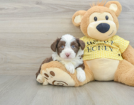 6 week old Aussiechon Puppy For Sale - Florida Fur Babies