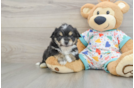 Smart Aussiechon Designer Pup
