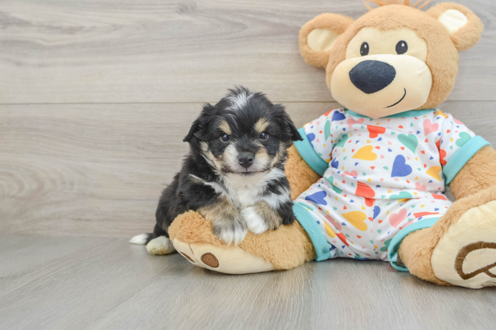 Smart Aussiechon Designer Pup