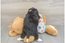 Aussiechon Puppy for Adoption