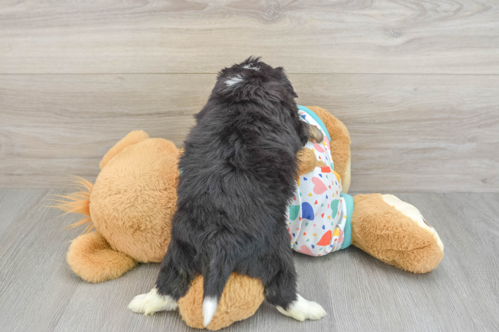 Aussiechon Puppy for Adoption