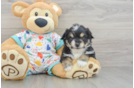 Aussiechon Puppy for Adoption