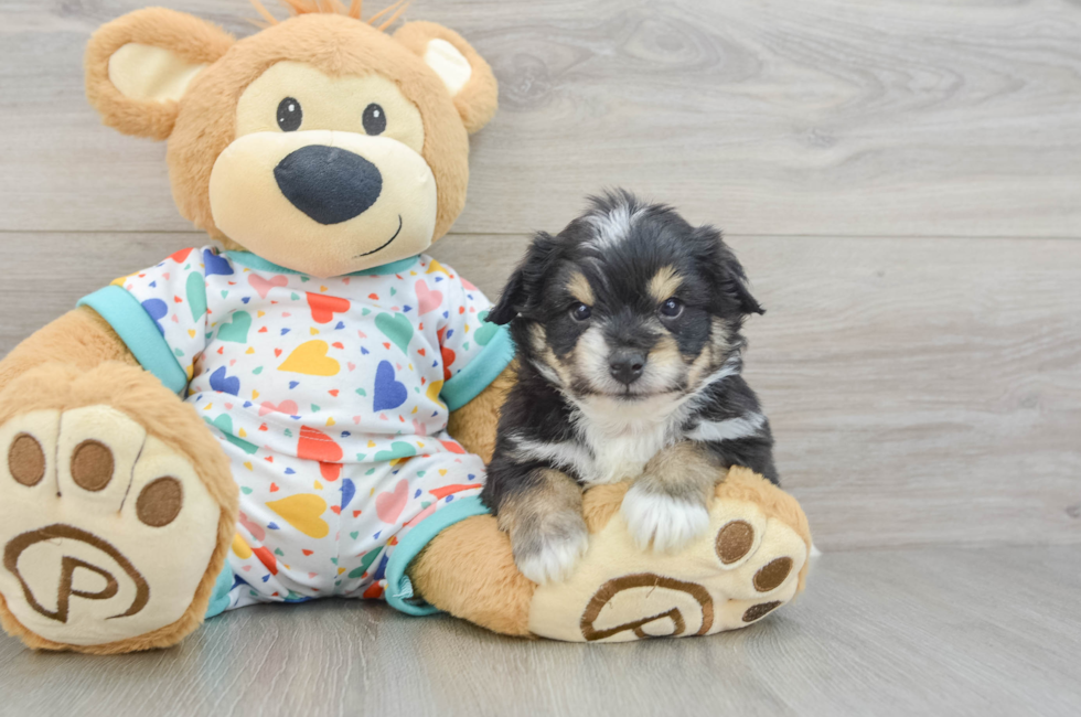 5 week old Aussiechon Puppy For Sale - Florida Fur Babies