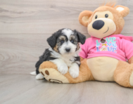 7 week old Aussiechon Puppy For Sale - Florida Fur Babies
