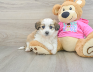 6 week old Aussiechon Puppy For Sale - Florida Fur Babies