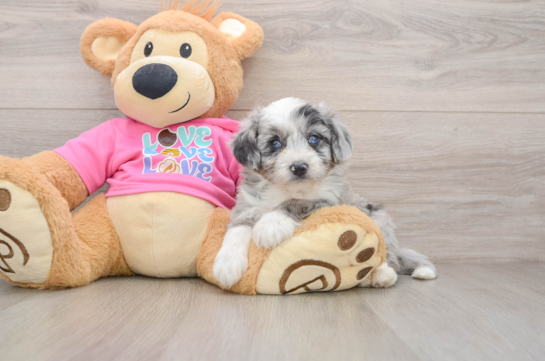 Best Aussiechon Baby