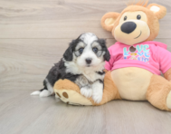 6 week old Aussiechon Puppy For Sale - Florida Fur Babies