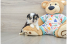 Best Aussiechon Baby
