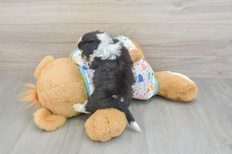 Best Aussiechon Baby