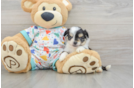 Best Aussiechon Baby