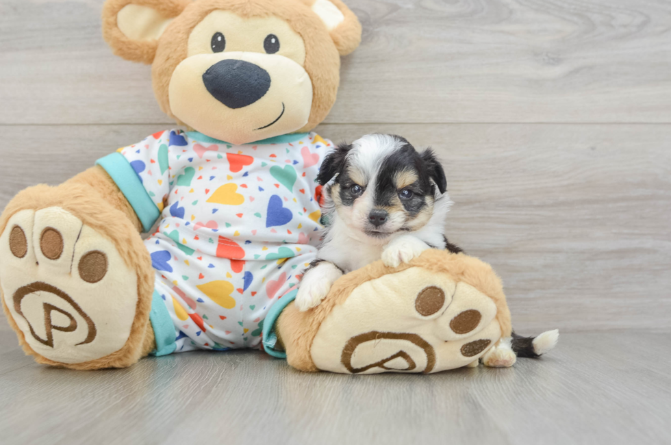5 week old Aussiechon Puppy For Sale - Florida Fur Babies