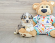8 week old Aussiechon Puppy For Sale - Florida Fur Babies