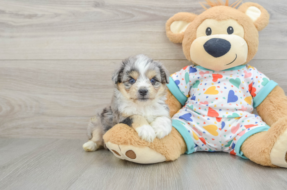 5 week old Aussiechon Puppy For Sale - Florida Fur Babies