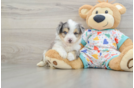 Energetic Aussie Bichon Designer Puppy
