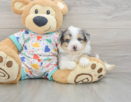 8 week old Aussiechon Puppy For Sale - Florida Fur Babies