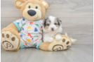 Adorable Aussie Bichon Designer Puppy