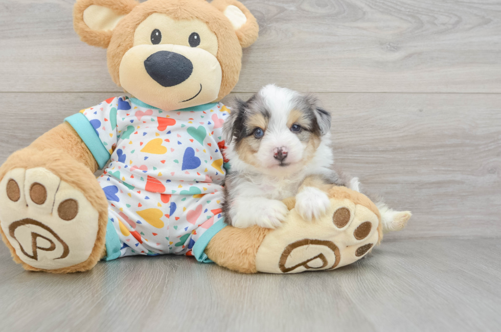 5 week old Aussiechon Puppy For Sale - Florida Fur Babies