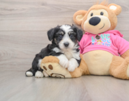 5 week old Aussiechon Puppy For Sale - Florida Fur Babies