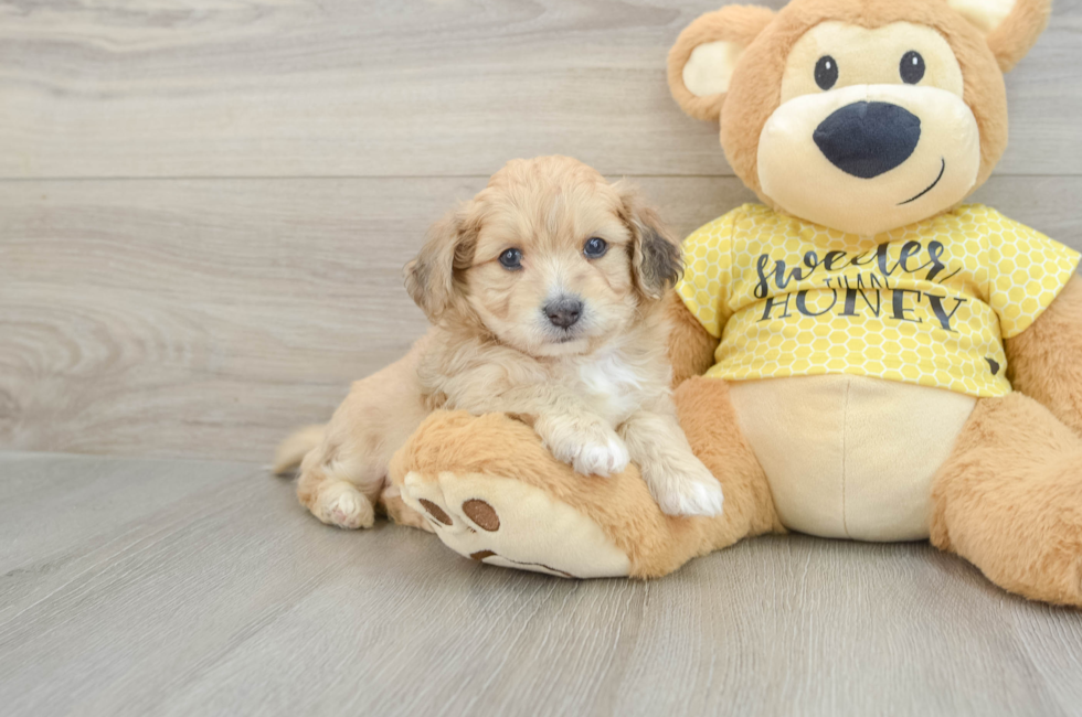 5 week old Aussiechon Puppy For Sale - Florida Fur Babies