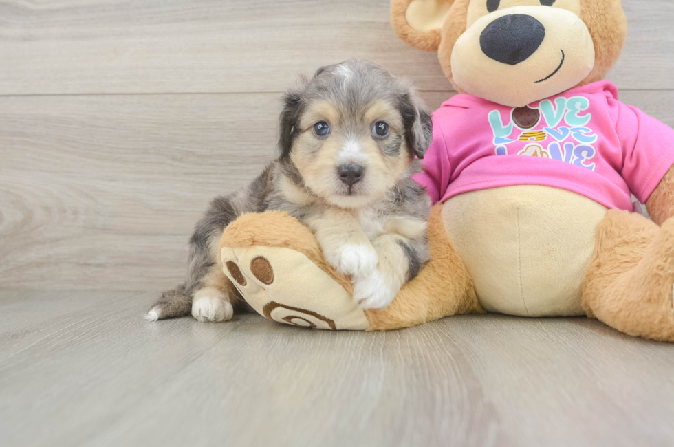 5 week old Aussiechon Puppy For Sale - Florida Fur Babies