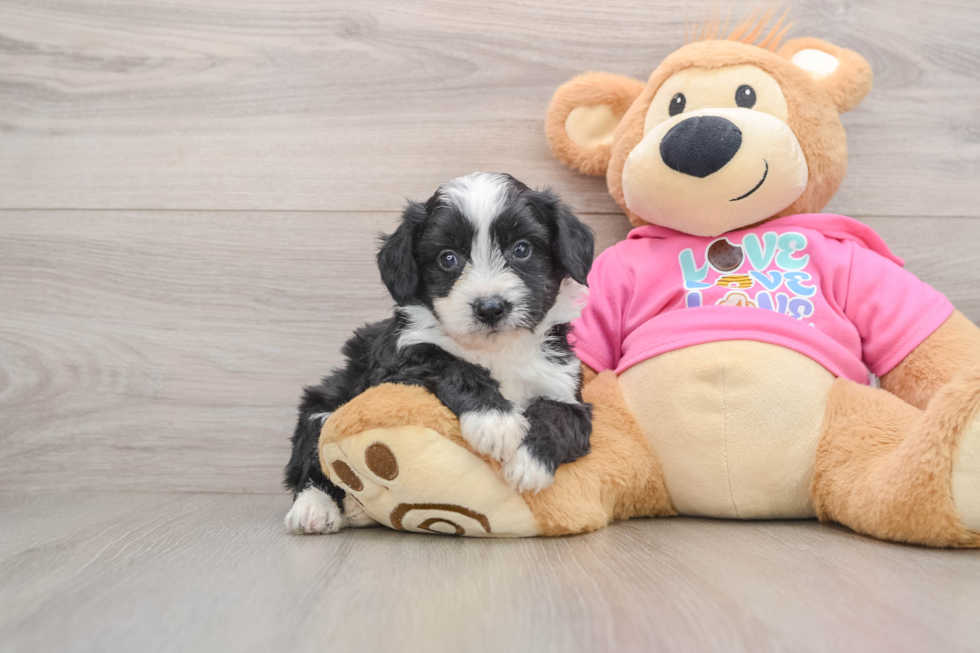 Aussiechon Pup Being Cute