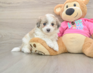 5 week old Aussiechon Puppy For Sale - Florida Fur Babies