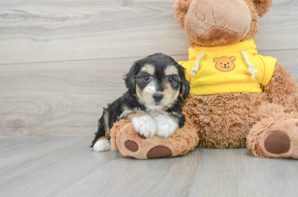 9 week old Aussiechon Puppy For Sale - Florida Fur Babies