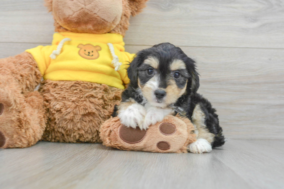 Adorable Australian Designer Puppy