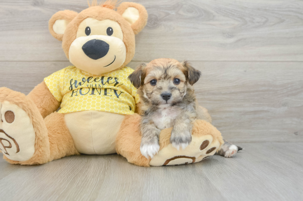 5 week old Aussiechon Puppy For Sale - Florida Fur Babies