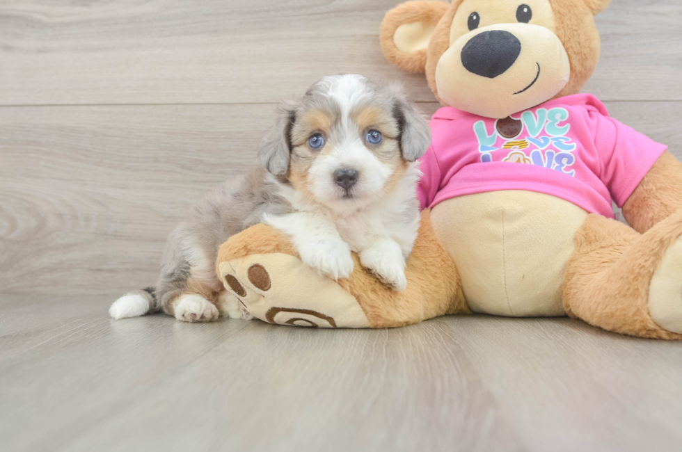 5 week old Aussiechon Puppy For Sale - Florida Fur Babies