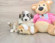 5 week old Aussiechon Puppy For Sale - Florida Fur Babies