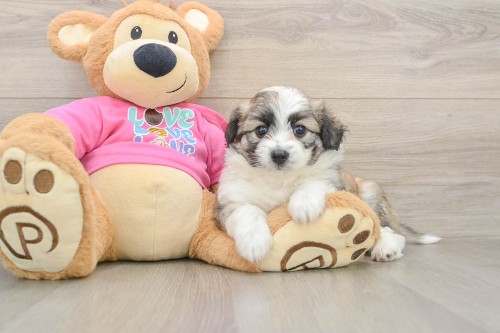 Best Aussiechon Baby