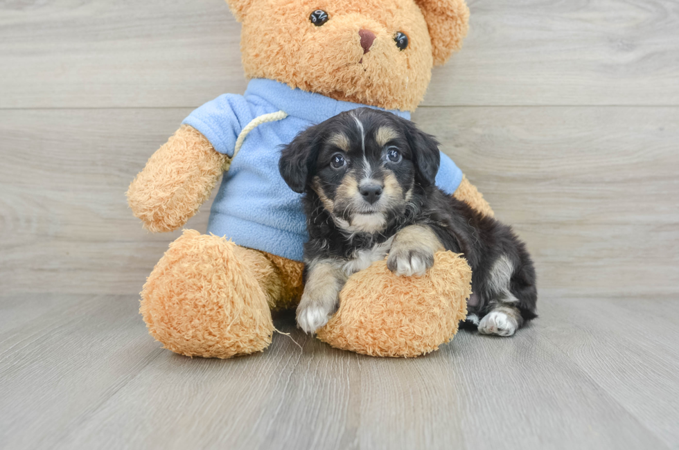 7 week old Aussiechon Puppy For Sale - Florida Fur Babies