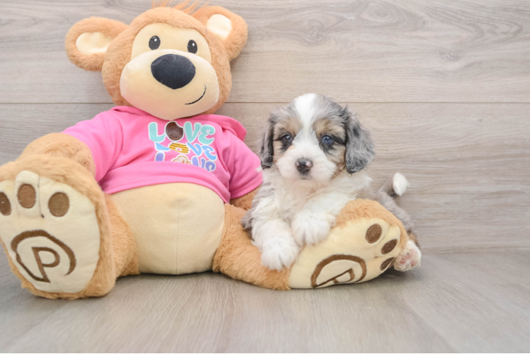 Aussiechon Pup Being Cute
