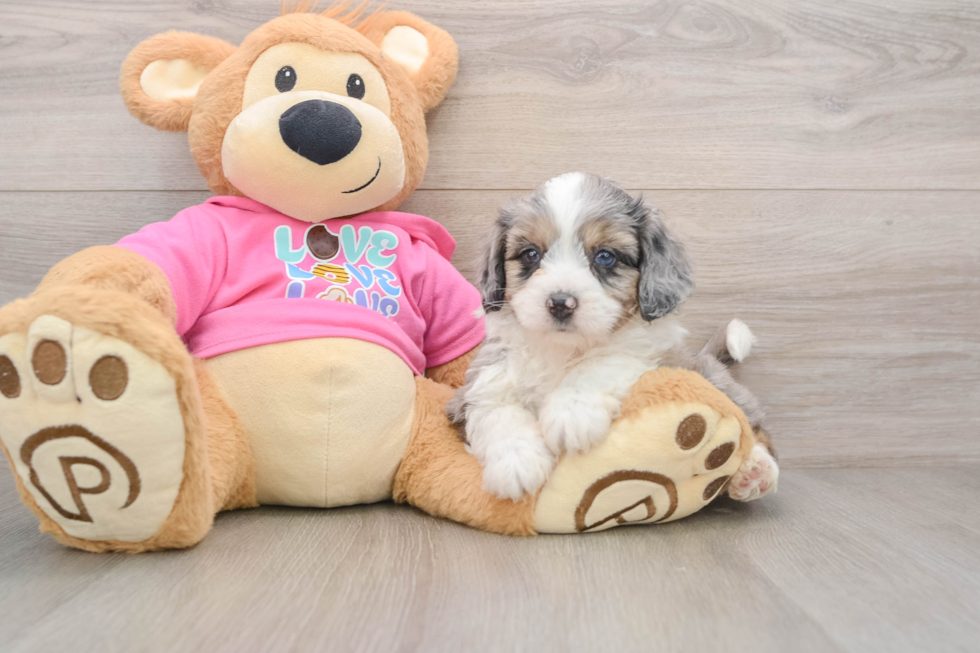 Aussiechon Pup Being Cute