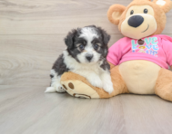 6 week old Aussiechon Puppy For Sale - Florida Fur Babies