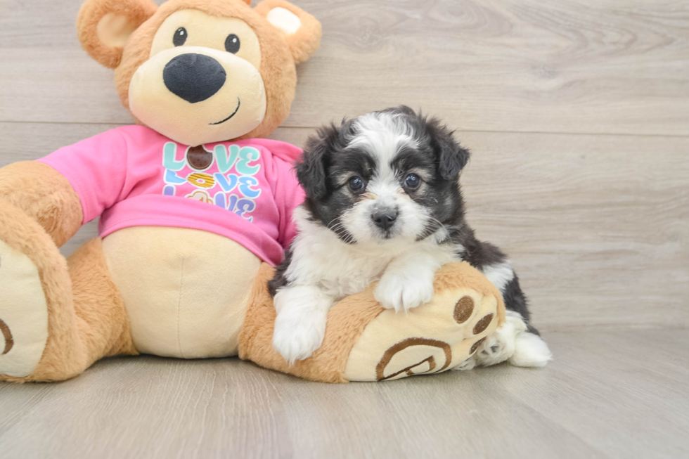 Aussiechon Pup Being Cute