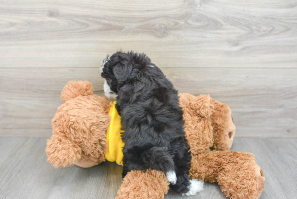 Aussiechon Pup Being Cute