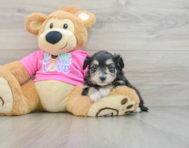 6 week old Aussiechon Puppy For Sale - Florida Fur Babies