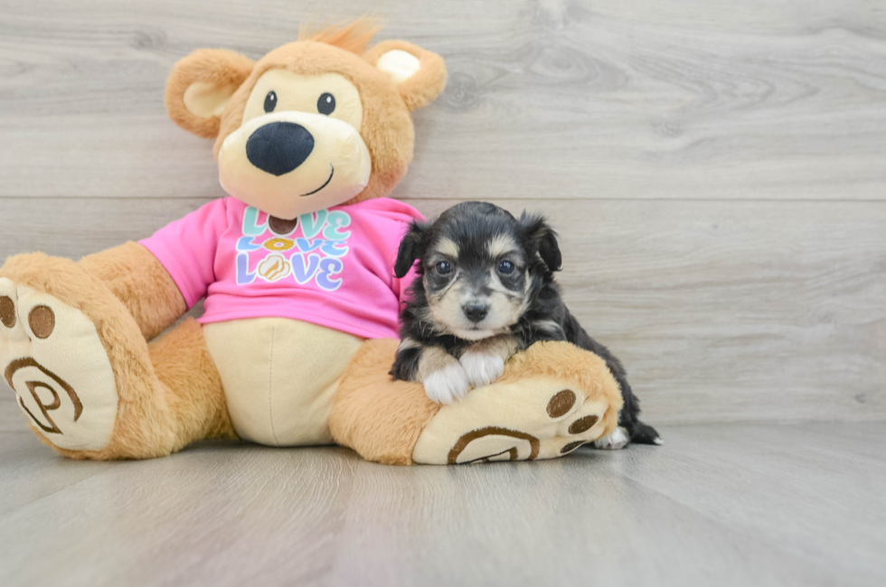 6 week old Aussiechon Puppy For Sale - Florida Fur Babies