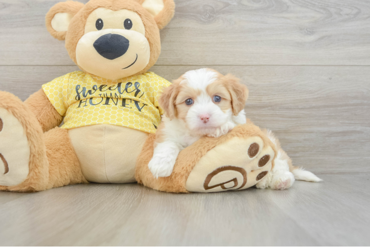 Best Aussiechon Baby