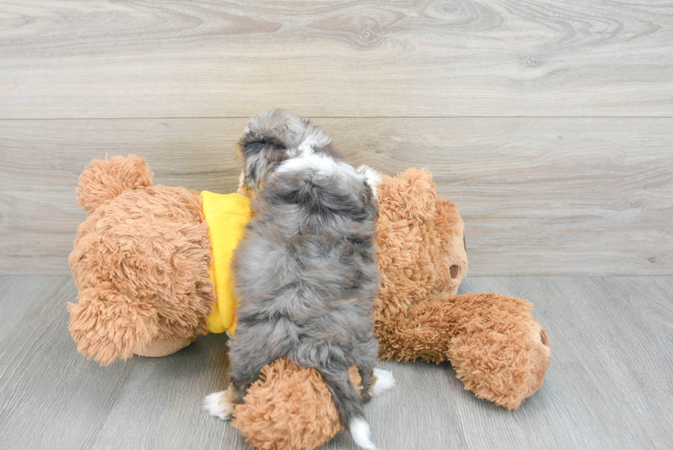 Playful Australian Designer Puppy
