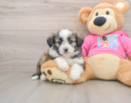 6 week old Aussiechon Puppy For Sale - Florida Fur Babies