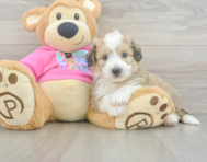 7 week old Aussiechon Puppy For Sale - Florida Fur Babies