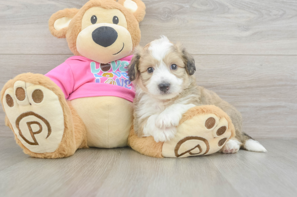5 week old Aussiechon Puppy For Sale - Florida Fur Babies