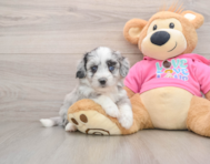 6 week old Aussiechon Puppy For Sale - Florida Fur Babies