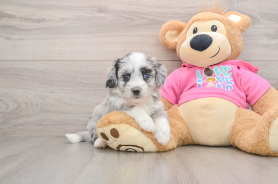 Sweet Aussiechon Baby