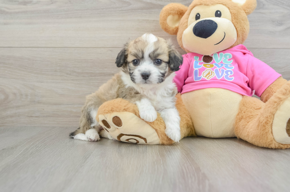 5 week old Aussiechon Puppy For Sale - Florida Fur Babies