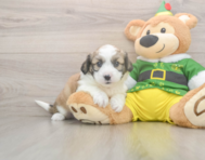 8 week old Aussiechon Puppy For Sale - Florida Fur Babies